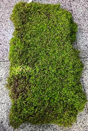 Artificial moss